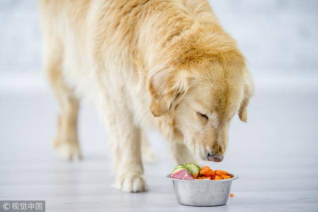 关于狗狗能否食用沙拉，宠物饮食的新探讨